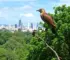 descoberta de aves raras em São Paulo